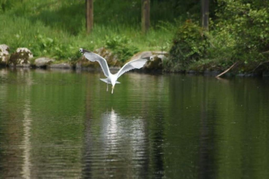 Stunning 3 Bed Riverside Cabin In Snowdonia Caeathro 外观 照片